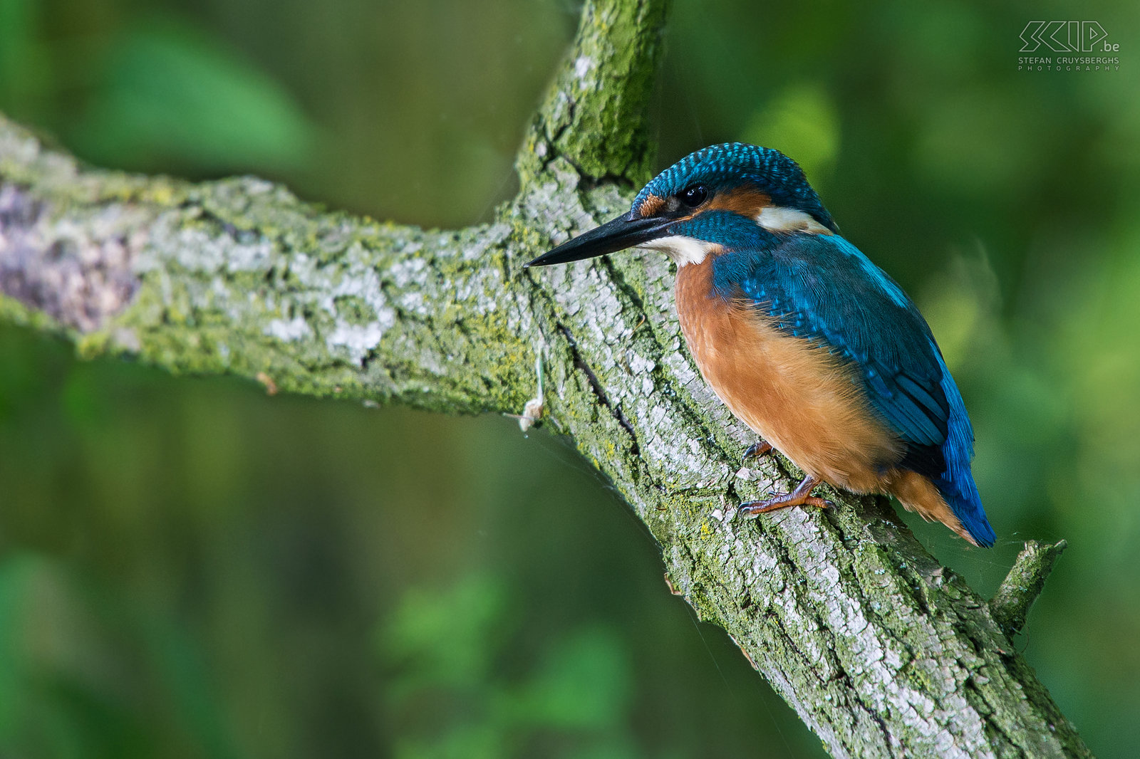 IJsvogels - IJsvogel Eindelijk heb ik in mijn thuisstad Lommel een plekje gevonden in de natuur waar een koppeltje ijsvogels regelmatig visjes komt vangen. De voorbije weken zat ik heel wat uren ’s morgens aan het beekje en ik heb dan ook verschillende goede foto’s van deze wondermooie maar schuwe vogeltjes kunnen maken. De ijsvogel (alcedo atthis) is een viseter met een fel blauw oranje vederkleed van ongeveer 16cm groot. De mannetjes zijn enkel van de vrouwtjes te onderscheiden door hun pikzwarte ondersnavel terwijl deze bij vrouwtjes een donkerrode vlek heeft. Stefan Cruysberghs